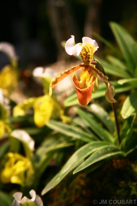 Diapositive suivante